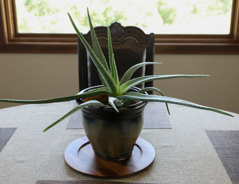 48. Medicine Plant.jpg